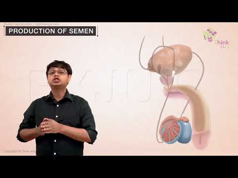 NEET Preparation | Biology Concepts Explained | Spermatogenesis