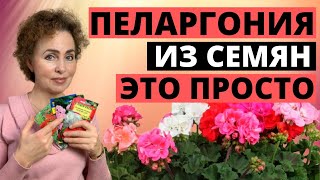 ПЕЛАРГОНИЯ ИЗ СЕМЯН в домашних условиях: пошаговая инструкция выращивания. ГЕРАНЬ из семян.