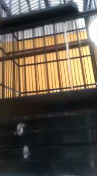 Burung CIBLEK mental TEMPUR sekali tembak LOSSSS!!!