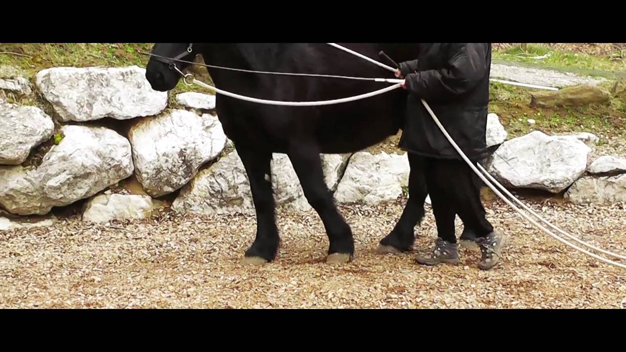 Teaser Les chevaux d'Akita - La noblesse du cheval d'école