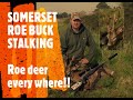 Somerset Roe Buck Stalking