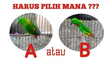 Jangan Sampai Salah || Begini Cara Memilih Burung Serindit Yang Bagus
