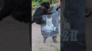 🛡Brave German Shepherd Alpha. #GUARDODESSA Police dog training. Odessa.