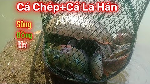 #24 Câu cá chép+cá la hán/ làng bè sông đồng nai/@Laodetv.... #câu_cá_giải_trí