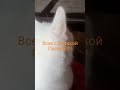 #отдых#кошкидомахотьодинкусочек
