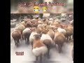 حالات و اتساب خروف عيد الأضحى المسخره الفيديو الذي يبحث عنه الجميع بصووووت
