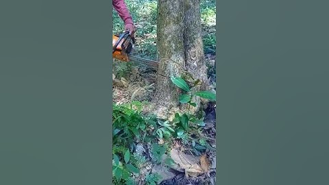 effective tricks for cutting teak trees#wood#woodworking#shorts