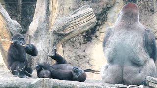 小金剛Jabali Ringo與爸爸的互動The interaction between silverback D'jeeco and little boys#金剛猩猩 #gorilla