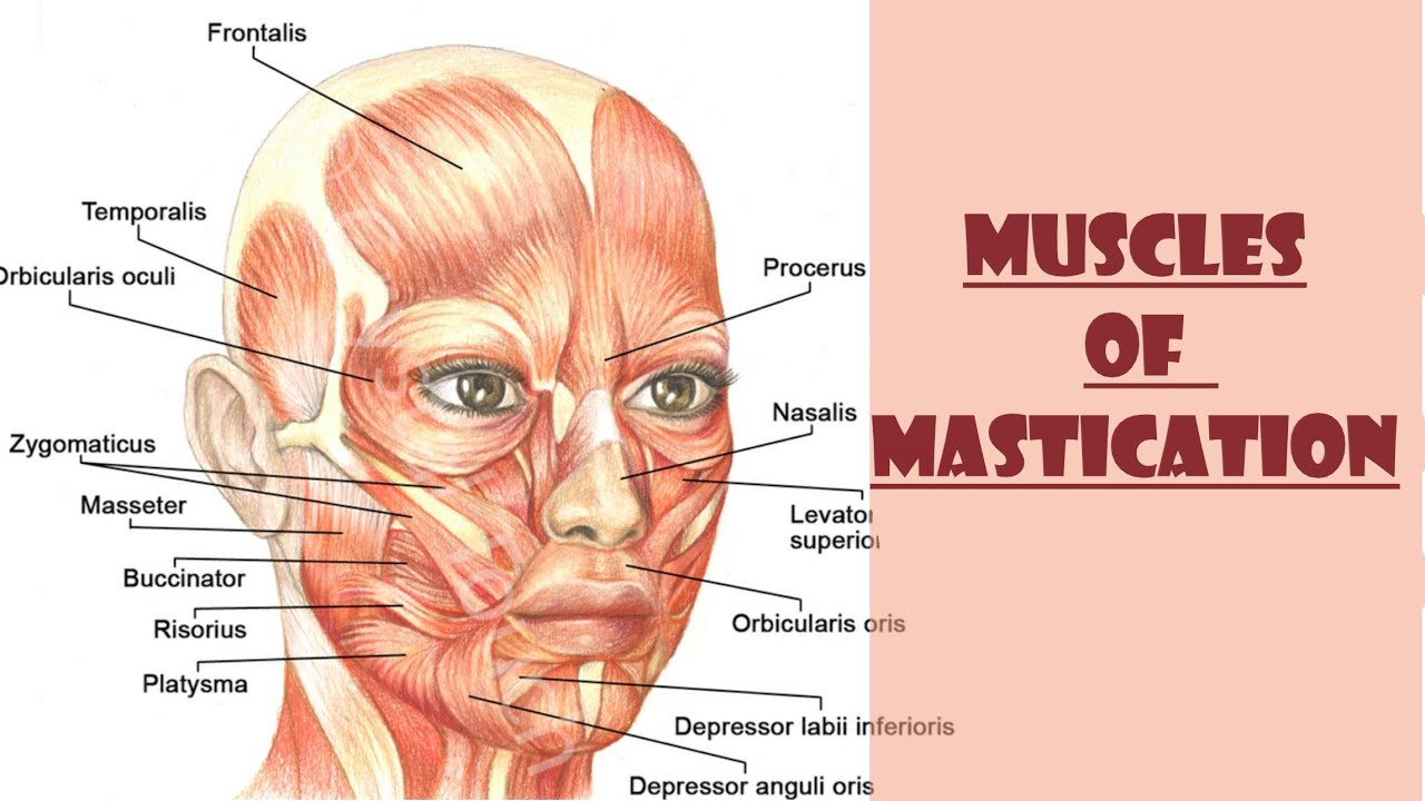 Muscles of Mastication made easy | muscles for speech | Head and Neck ...