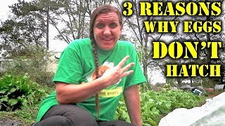 3 Reasons Why Eggs DON'T HATCH!