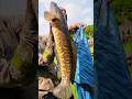 Wow! Amazing Polo Fishing Videos ! Best Big Fish Catching ! Primitive Technique fishing #fish #india