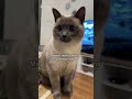 Toujours Aussi Mimi 🥠рџ рџЏј Chat Cat Love Chatmignon Catlover Chatdamour Chaton Chatsiamois Toujours Aussi Mimi 🥠рџ рџЏј Chat Cat Love Chatmignon Catlover Chatdamour Chaton Chatsiamois
