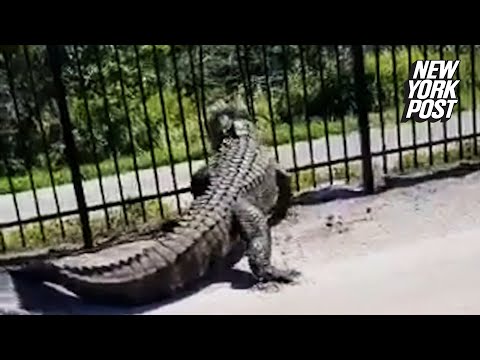 WATCH: Alligator breaks through fence like it’s nothing | New York Post