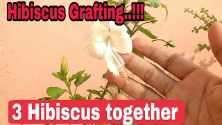 Hibiscus Grafting - join 3 Hibiscus plant together, how to grow Hibiscus plant