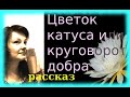 Цветок кактуса или круговорот добра в природе Реальная история.