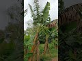 Afuera está lloviendo #amigos #music #plantas