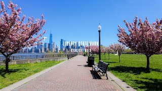 Gorgeous Cherry Blossom Walk in Liberty State Park 4K TV Ambient Sounds (DJI Osmo Pocket 3)