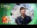 Cherry Blossom Festival | Nature Boom Time