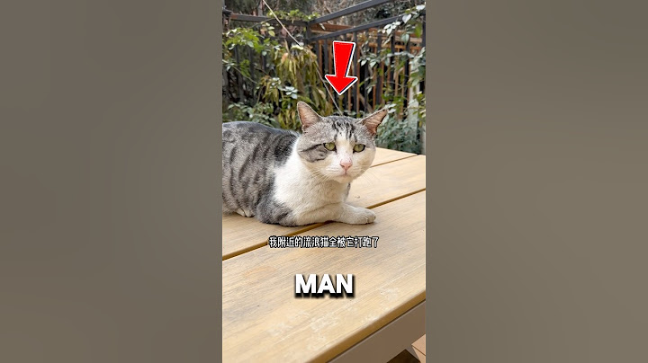 Man Figured Out Why All Stray Cats Disappeared 😭❤️#straycat #catshorts #catvideos