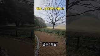 경주계림 영상