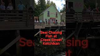 Seal Chasing Fish at Creek Street in Ketchikan Alaska 🦭