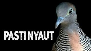 Download Lagu suara peekutut lokal memanggil hitungan menit semua akan nyaut MP3