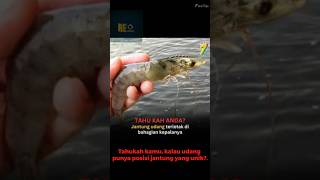 ini alasan di sebut otak udang kalo orang yang lemot  #fypシ゚viral #tranding #shortvideo #shortsvideo