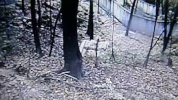 how Panda reacts during the 2013 Sichuan Yaan Earthquake Real Panda Kungfu before quake