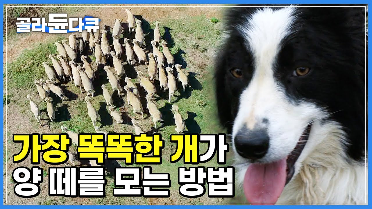 남해에는 2개 국어하는 '개'가 있다! 지능 순위 1등 가장 똑똑한 개 '보더콜리'가 양 떼를 모는 법│양몰이견│목양견│천재견 ...