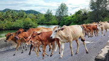 Suara Sapi Lembu Jinak Pulang Melewat Jembatan - Mengembala Sapi jinak Lembu lucu di jalan