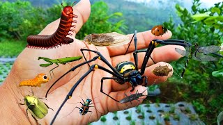 being bitten by giant spiders, and hunting cicadas, beetles, millipedes