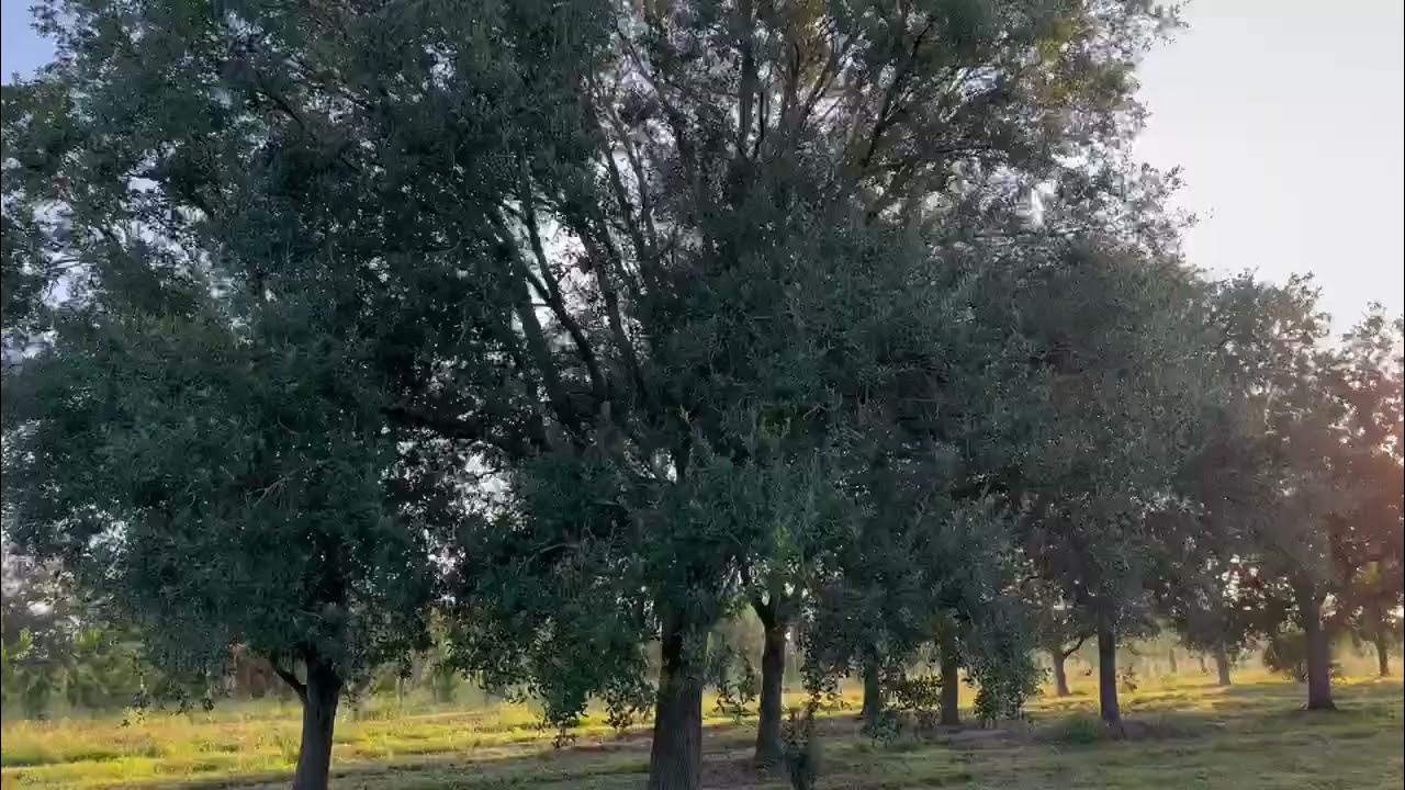 45' Live Oak Tree For Sale/Buy Large Trees and Palms Planted and