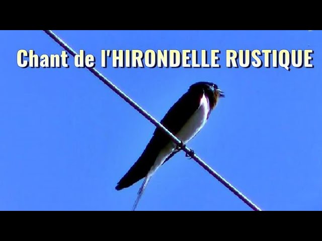 Chant De L Hirondelle Rustique Youtube