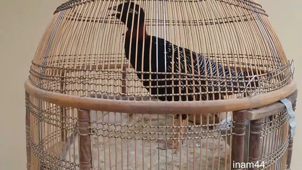 Kala Teetar Ki Awaaz || Voice Of Black Partridge || inam44