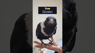 Crow Rescue