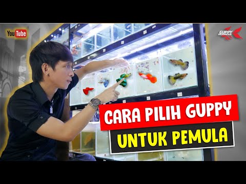 Video: Cara Memilih Guppies Pertama Anda