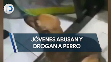 ¿Qué aspecto tiene un perro drogado?