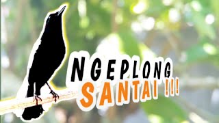 download suara khas KACER GACOR dada hitam NGEPLONG SANTAI, burung memanggil, burung menyanyi