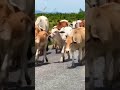Cow go to eat #shorts