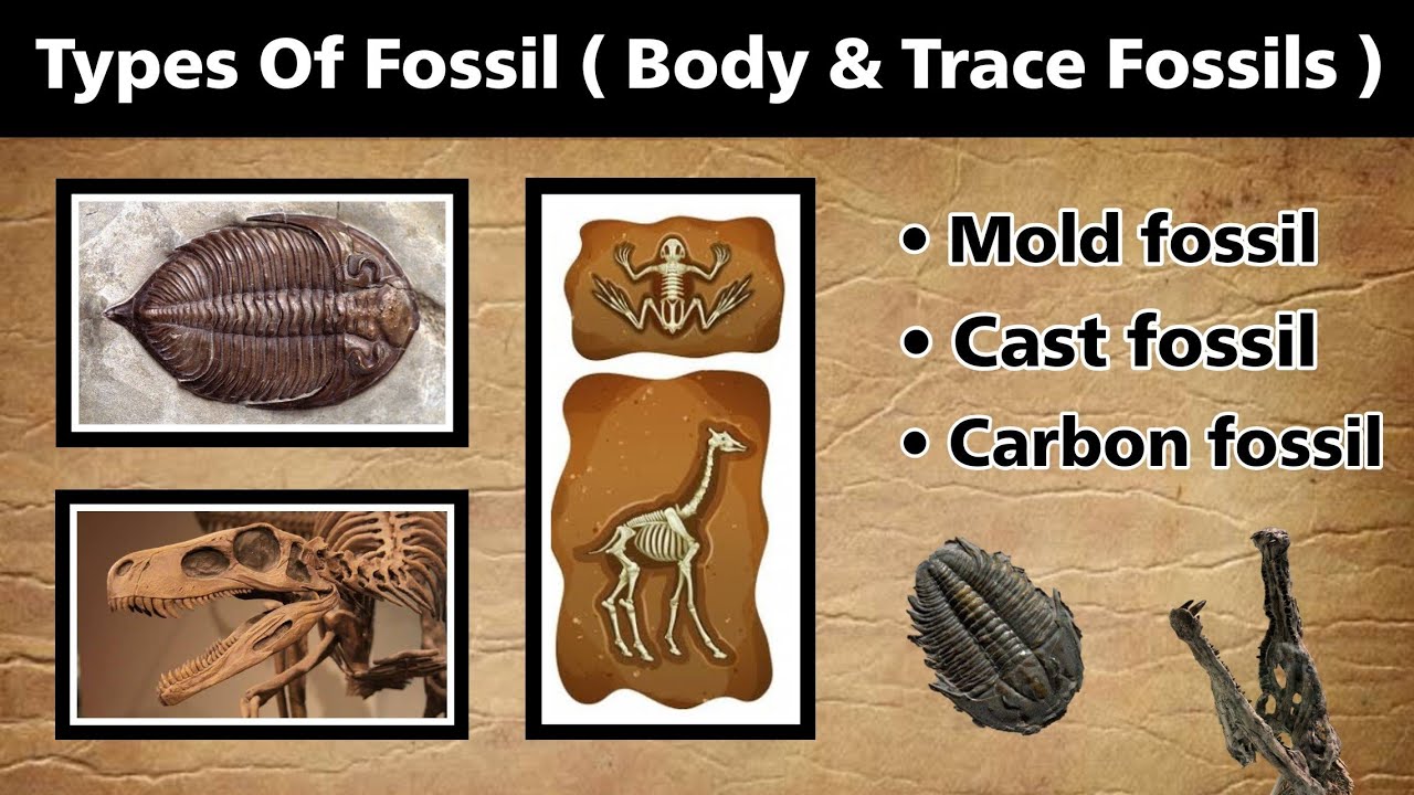 Types of fossil | body & trace fossil | mold & cast fossils in Hindi | # fossils - YouTube