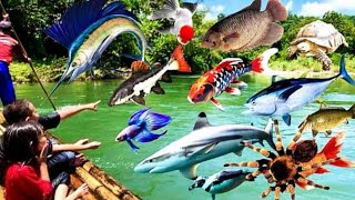 Jalan-jalan Lihat Ikan di Sungai Banyak Banget Ikan Lele,Ular Besar,Ikan Hiu,Lumba-lumba,kura-kura 