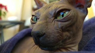 Beautiful Cat CHIKITA MANTRA Close Up Video | Don Sphynx