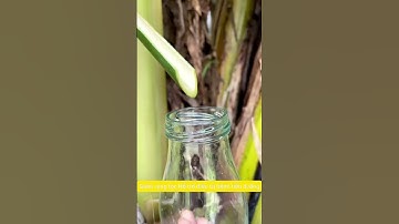 Nước ép cây chuối nhà mình đã biết đến  công dụng tuyệt với của thứ nước này #baithuochay  chưa?