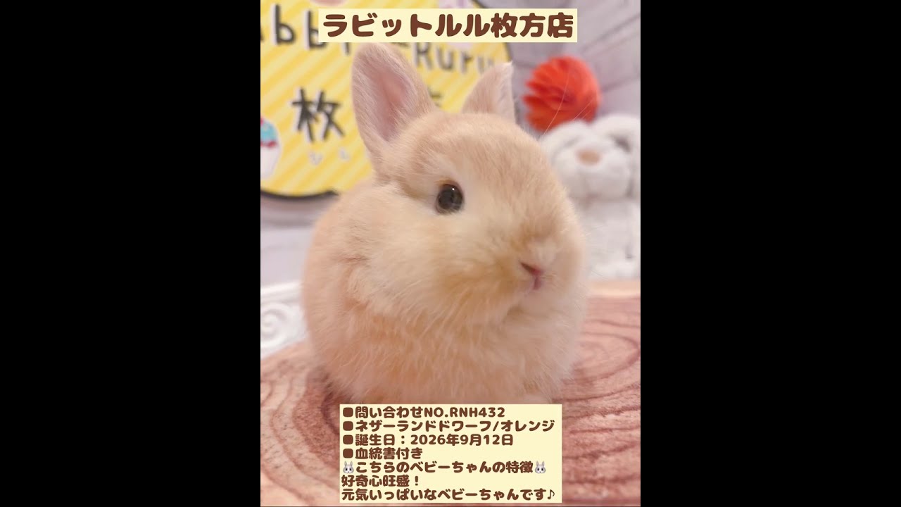 うさぎベビーちゃん♡【枚方店】 #うさぎ #shorts #ネザーランド