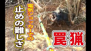 【猪猟】罠猟での止めの難しさ #猪猟 #犬 #犬動画 #狩猟 #有害鳥獣