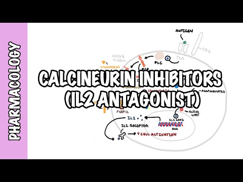 Calcineurin Inhibitors (Tacrolimus and Cyclosporine) IL2 - Mechanism of action, adverse effects