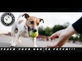 Train Your Dog To Fetch!!!