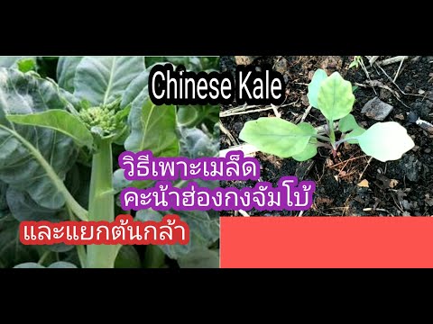 วิธีเพาะเมล็ดคะน้าฮ่องกงจัมโบ้(Chinese Kale)และแยกต้นกล้า by Jitt23