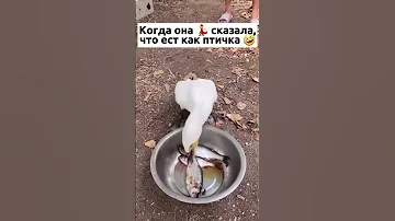 Когда она 💃 сказала,что ест как птичка 🤣