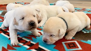 Labrador Puppies, 14 Days Old!!